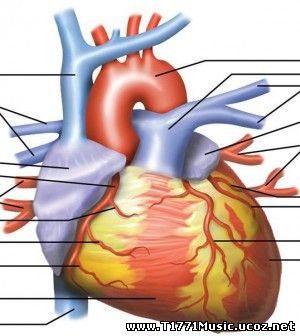 Эрүүл мэнд :: Зүрхний хэм алдагдах